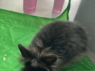 Lionhead rabbits Male lion head rabbit - Advert 5