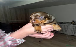 Miniature Dachshund dogs for sale: Tiny rabbit daushunds 5 beautiful babies 🥰🥰 - Image 5