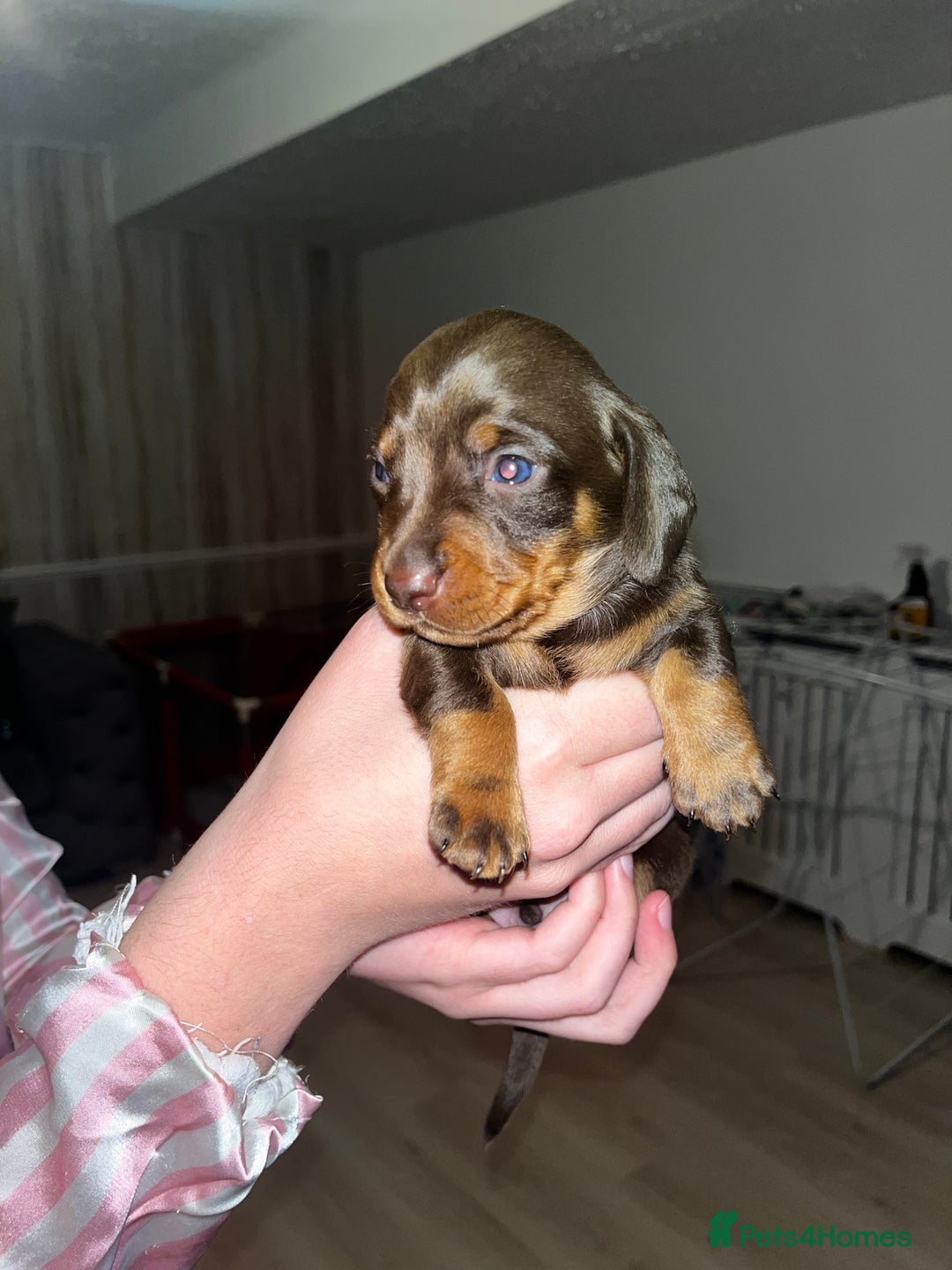 Miniature Dachshund dogs for sale: Tiny rabbit daushunds 5 beautiful babies 🥰🥰 - Image 5