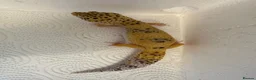 Leopard Gecko reptiles for sale: Leopard geckos for sale  in Nottingham - Advert 4