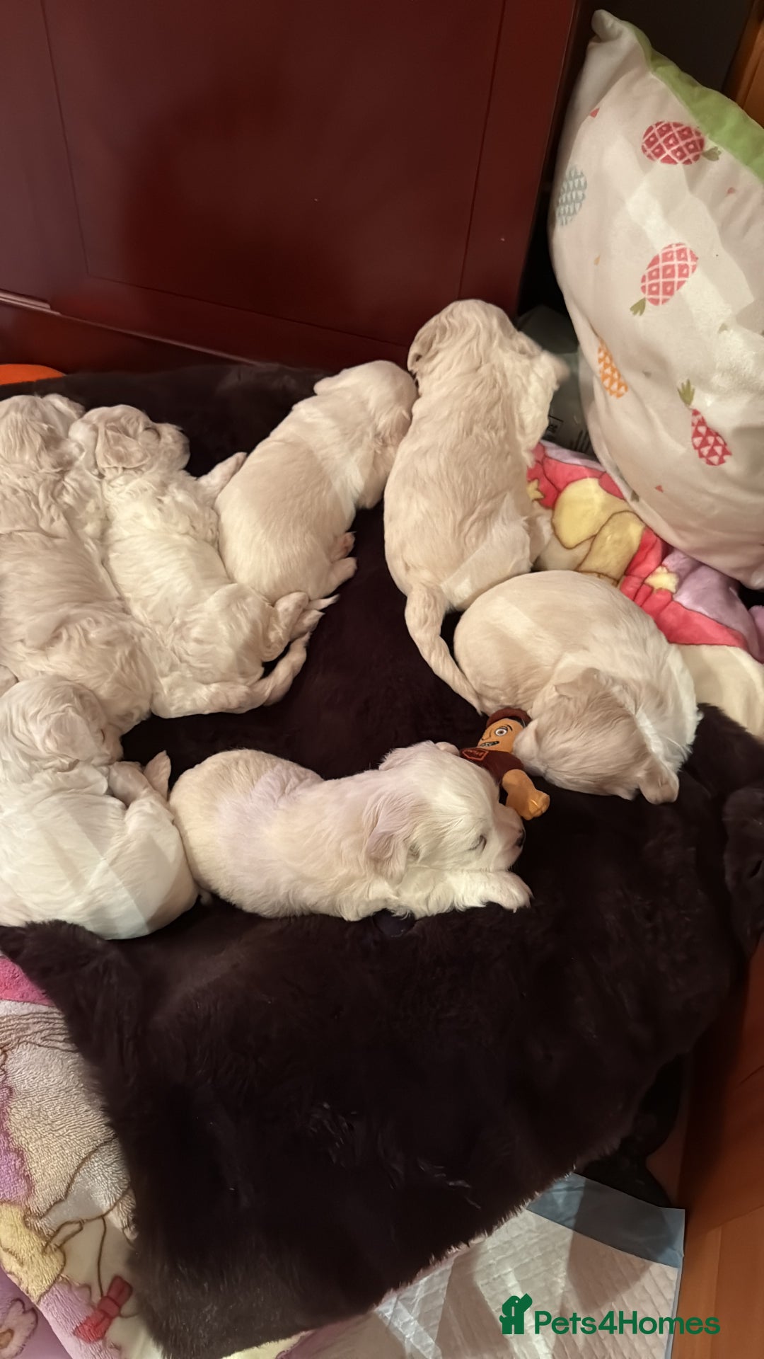 Bichon Frise dogs for sale: Bichons for sale - Image 6