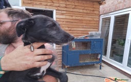 Lurcher dogs for sale: 1 female lurcher pup - Image 2