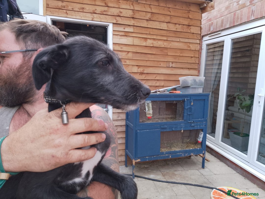Lurcher dogs for sale: 1 female lurcher pup - Image 2