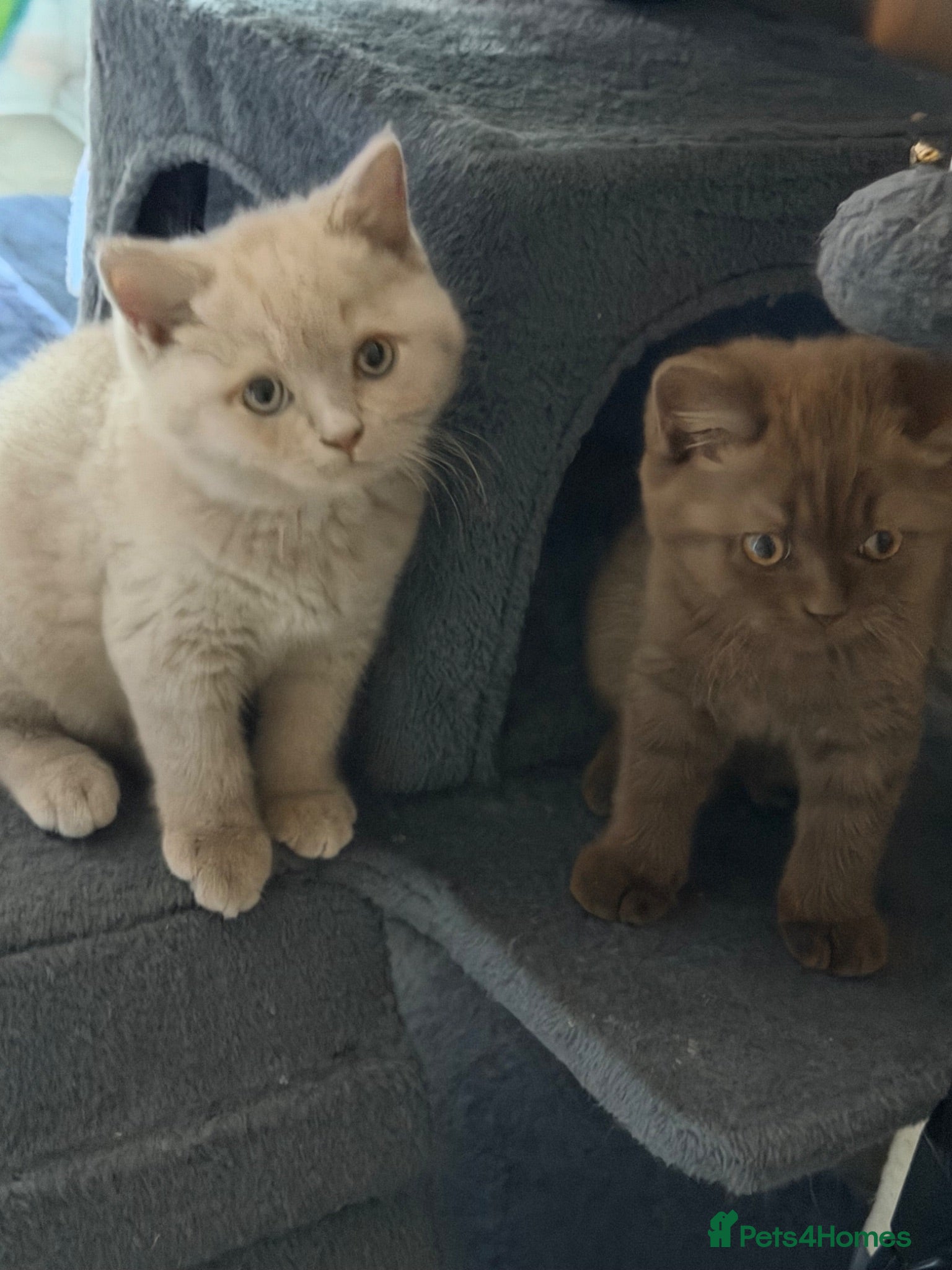 British Shorthair cats 3 gorgeous boys tica reg - Advert 1