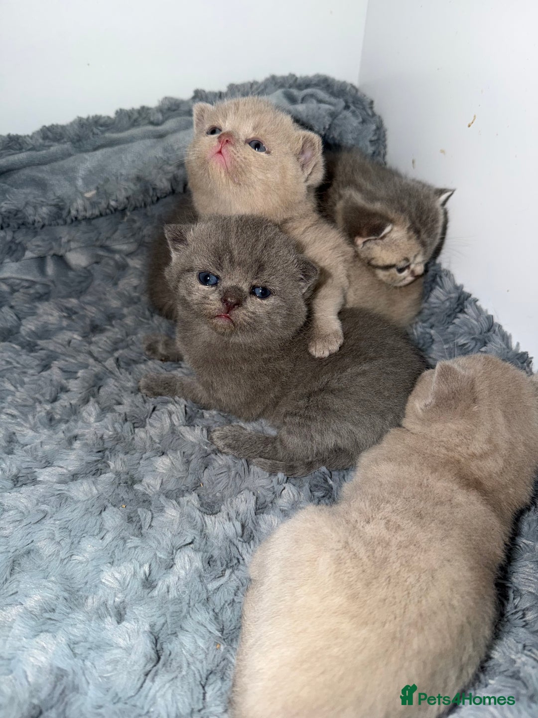 British Shorthair cats for sale: British short hair kittens  - Advert 3
