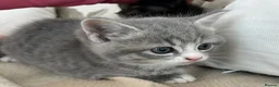 Mixed Breed cats for sale: Exotic cross  - Advert 5