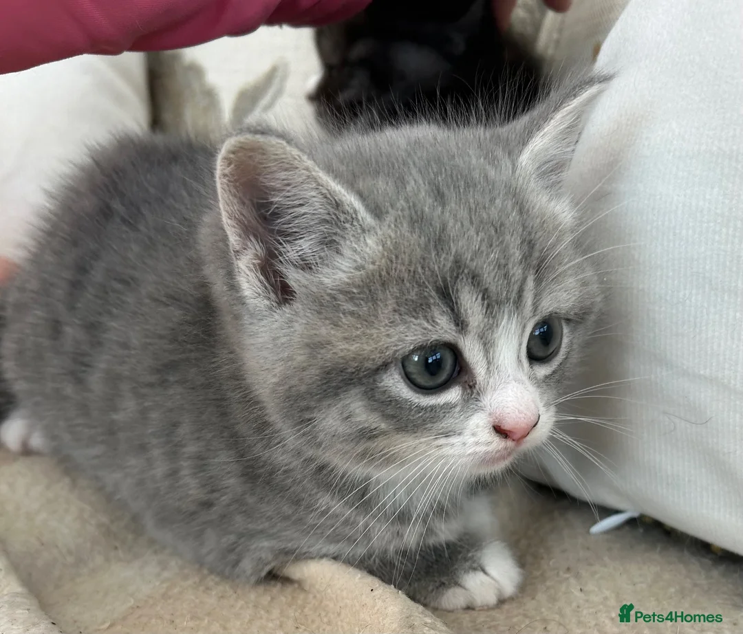 Mixed Breed cats for sale: Exotic cross  - Advert 5