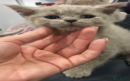 British Shorthair cats for sale: Stunning fluffy kittens  - Image 18