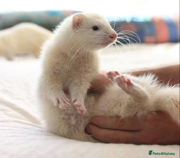 Ferret rodents Ferret Jill Wanted 💗 - Advert 5