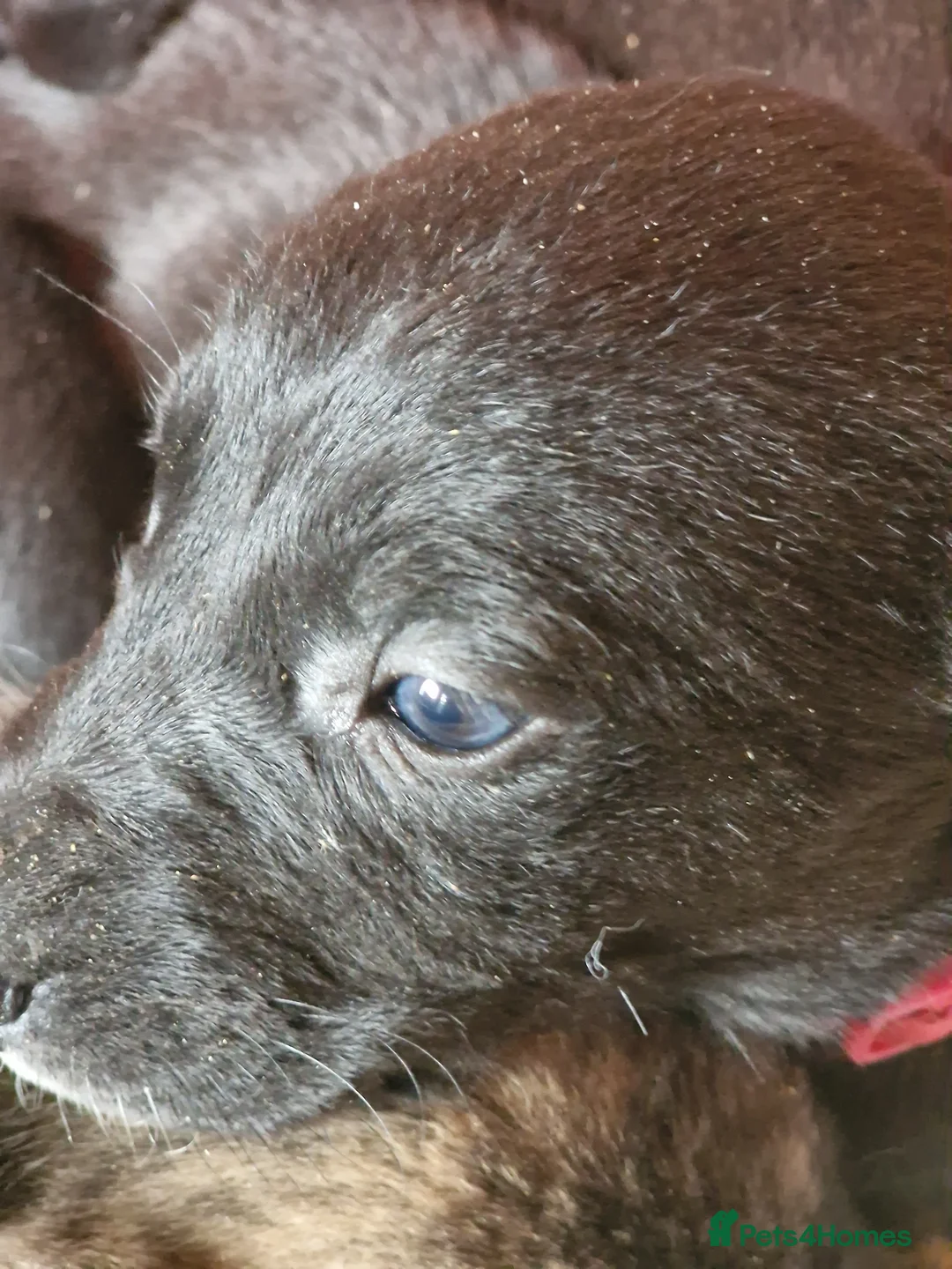 Mixed Breed dogs for sale: Lurcher x  in Morecambe - Advert 2