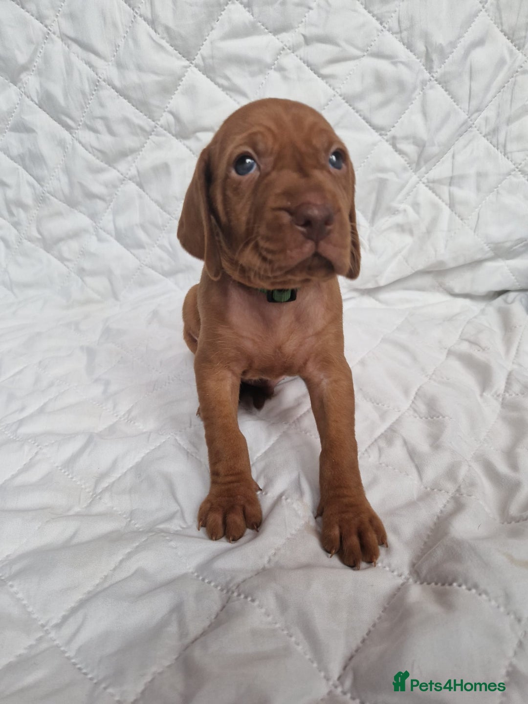 Hungarian Vizsla dogs for sale: daisy has given birth to 8 beautiful puppies  - Advert 6