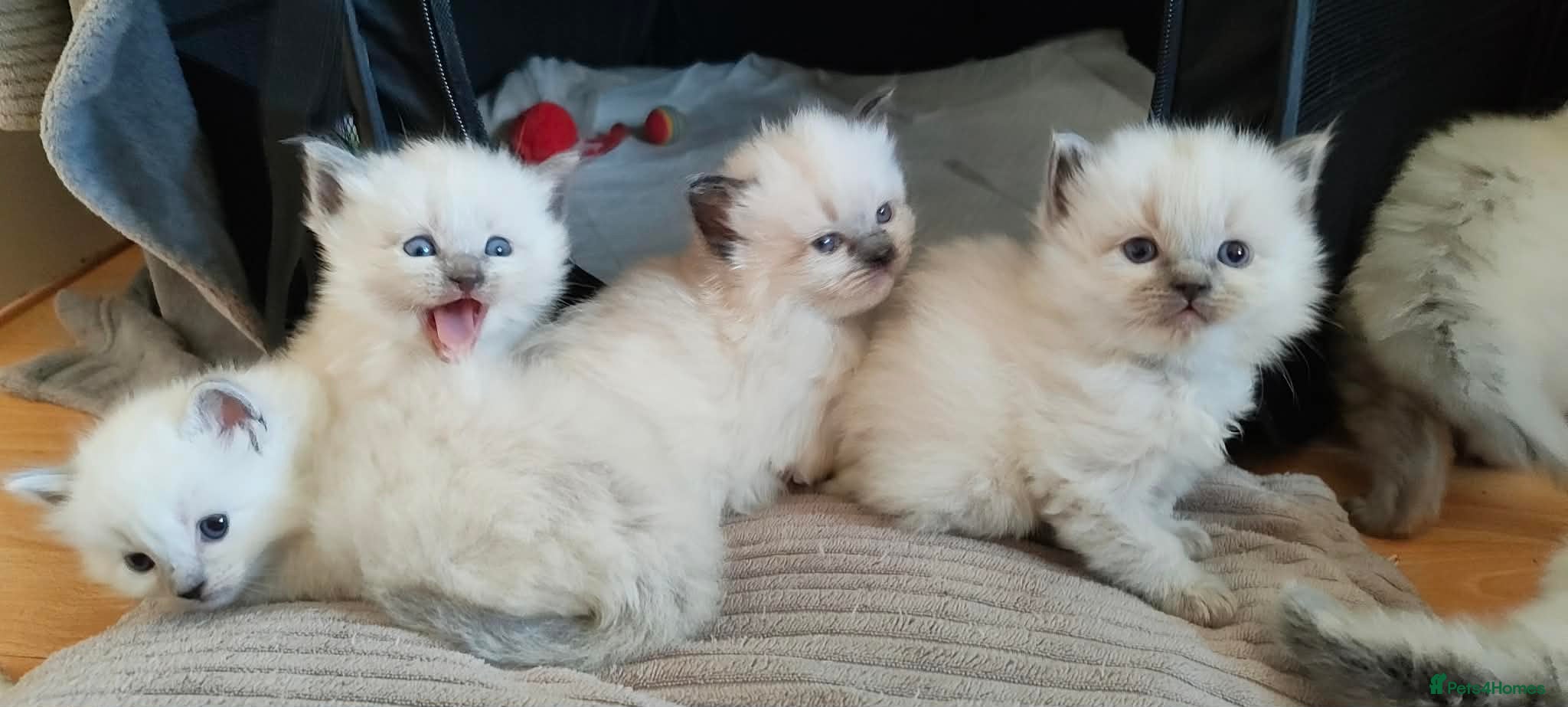 Ragdoll cats Quality Ragdoll Kittens (3 males, 3 females) - Advert 2