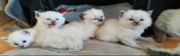 Ragdoll cats for sale: Quality Ragdoll Kittens (3 males, 3 females) - Advert 1