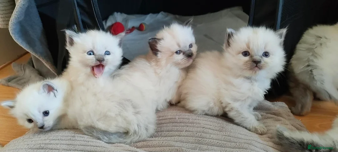 Ragdoll cats for sale: Quality Ragdoll Kittens (3 males, 3 females) - Advert 1