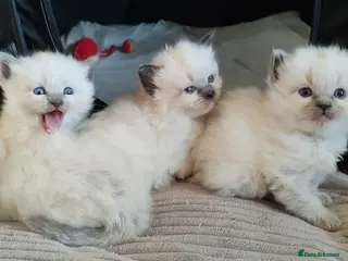 Ragdoll cats Quality Ragdoll Kittens (3 males, 3 females) - Advert 2