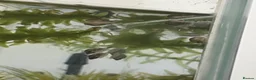 Snails invertebrates for sale: Bladder Snails - Mixed Sex & Age in Salford - Advert 3