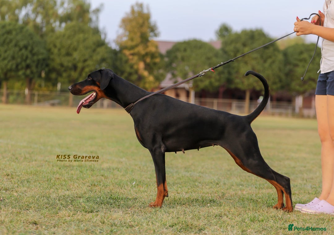 Dobermann dogs for sale: WAITLIST WINTER 2025 CEZARBLUE 5 STAR LICENSED ⭐️  - Image 11