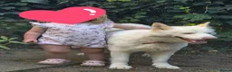 Siberian Husky dogs for sale: 4 Year Old Stunning Husky Male  - Advert 4