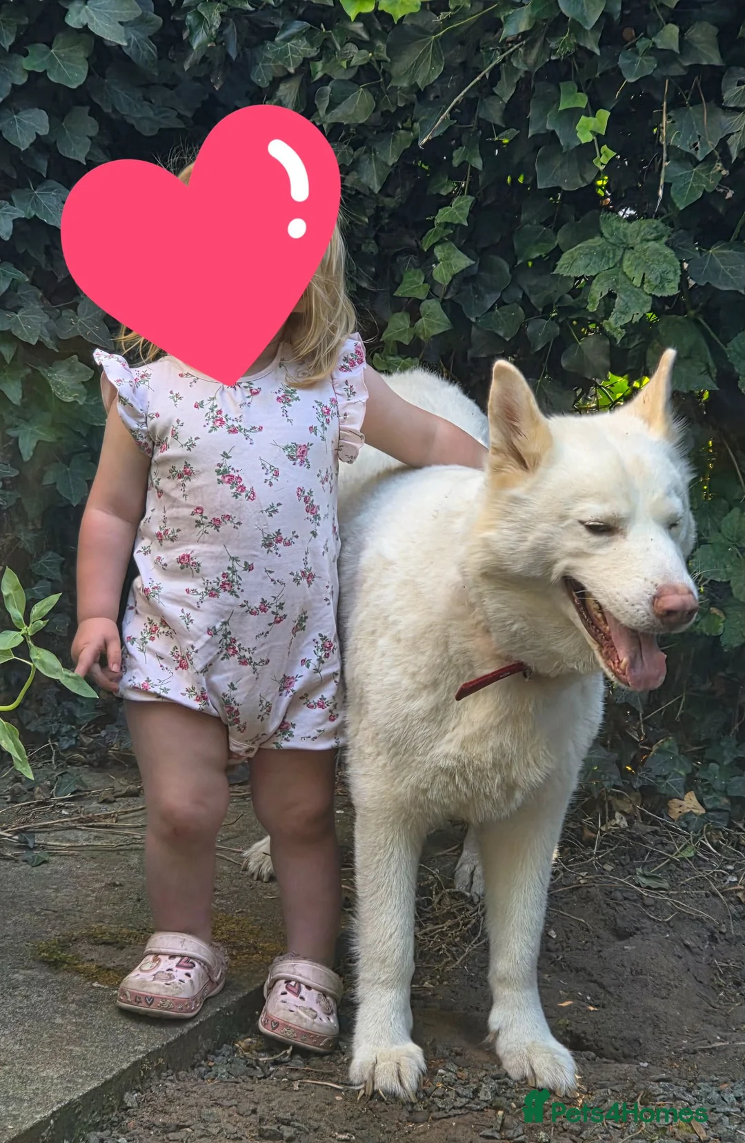 Siberian Husky dogs for sale: 4 Year Old Stunning Husky Male  - Advert 4