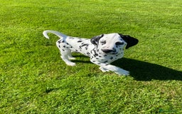 Dalmatian dogs for sale: 1 Boy Available-KC-ready for homes 20/09 - Image 3