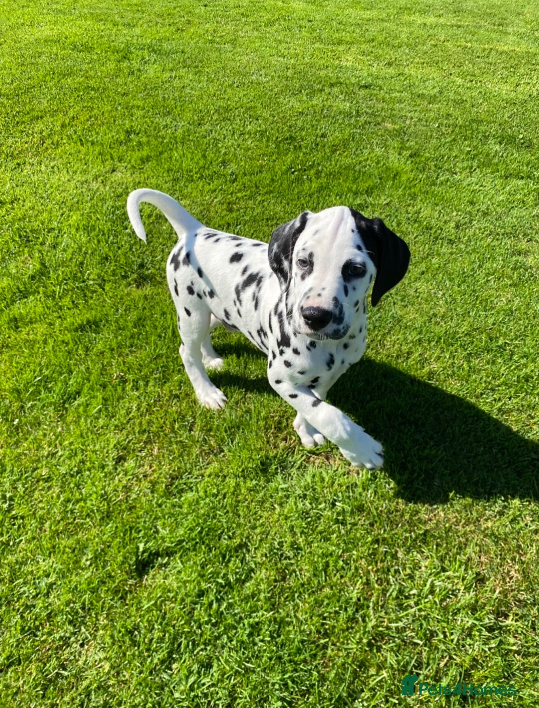 Dalmatian dogs for sale: 1 Boy Available-KC-ready for homes 20/09 - Image 3