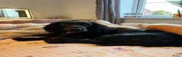 Cocker Spaniel dogs for sale: Rosie - Cocker Spaniel in Kidderminster - Advert 6