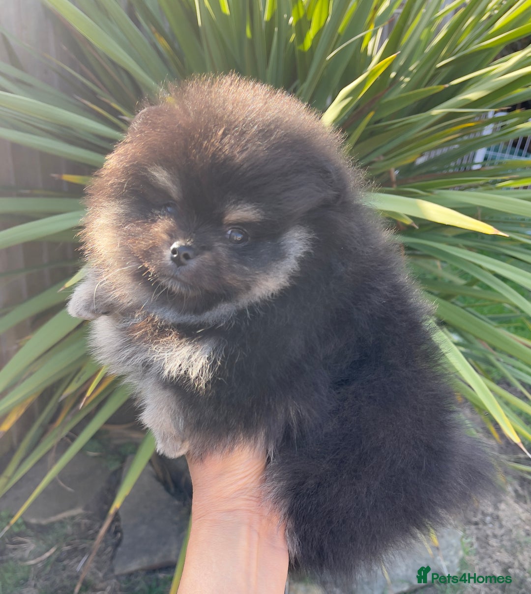 Pomeranian dogs for sale: Unique, extremely rare Pomeranian puppies ✨ - Image 12