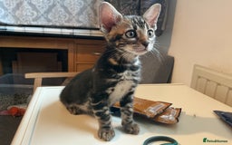 Bengal cats for sale: STUNNING TICA reg Bengal kittens ready to reserve - Image 35
