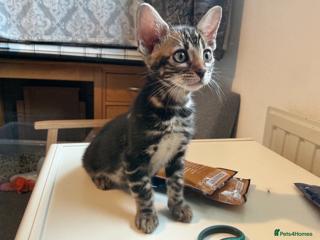 Bengal cats for sale: STUNNING TICA reg Bengal kittens ready to reserve - Image 35