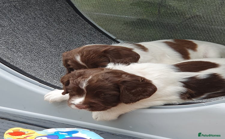 English Springer Spaniel dogs - Advert 3