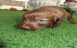 Cockapoo dogs for sale: Beautiful cockerpoo puppies  - Image 25