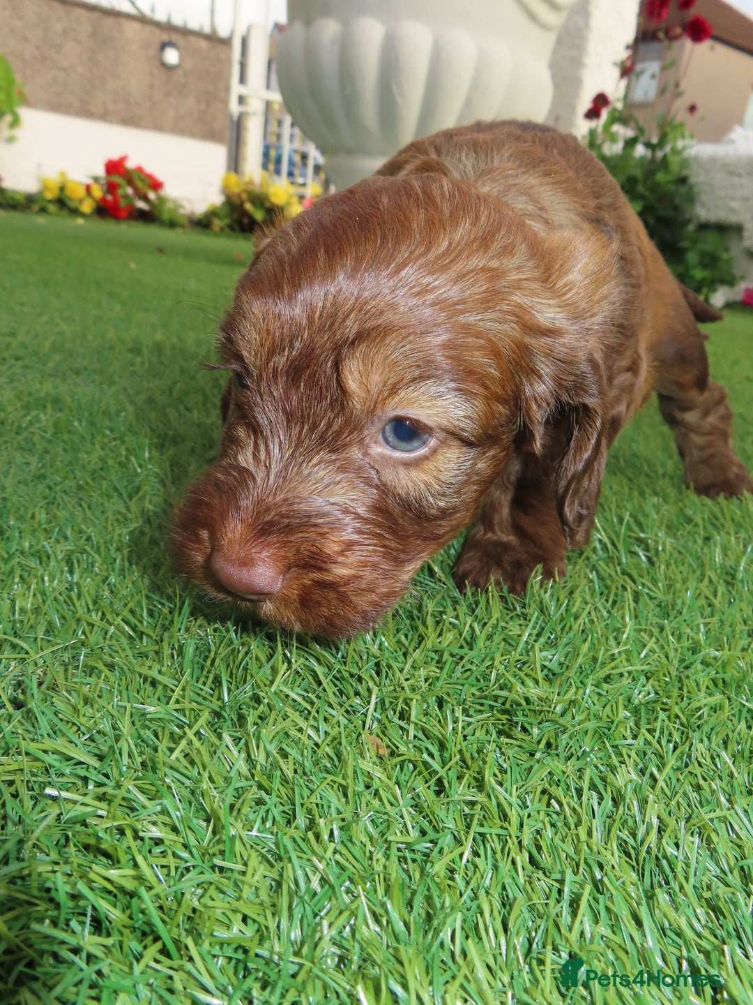 Cockapoo dogs for sale: Beautiful cockerpoo puppies  - Image 25