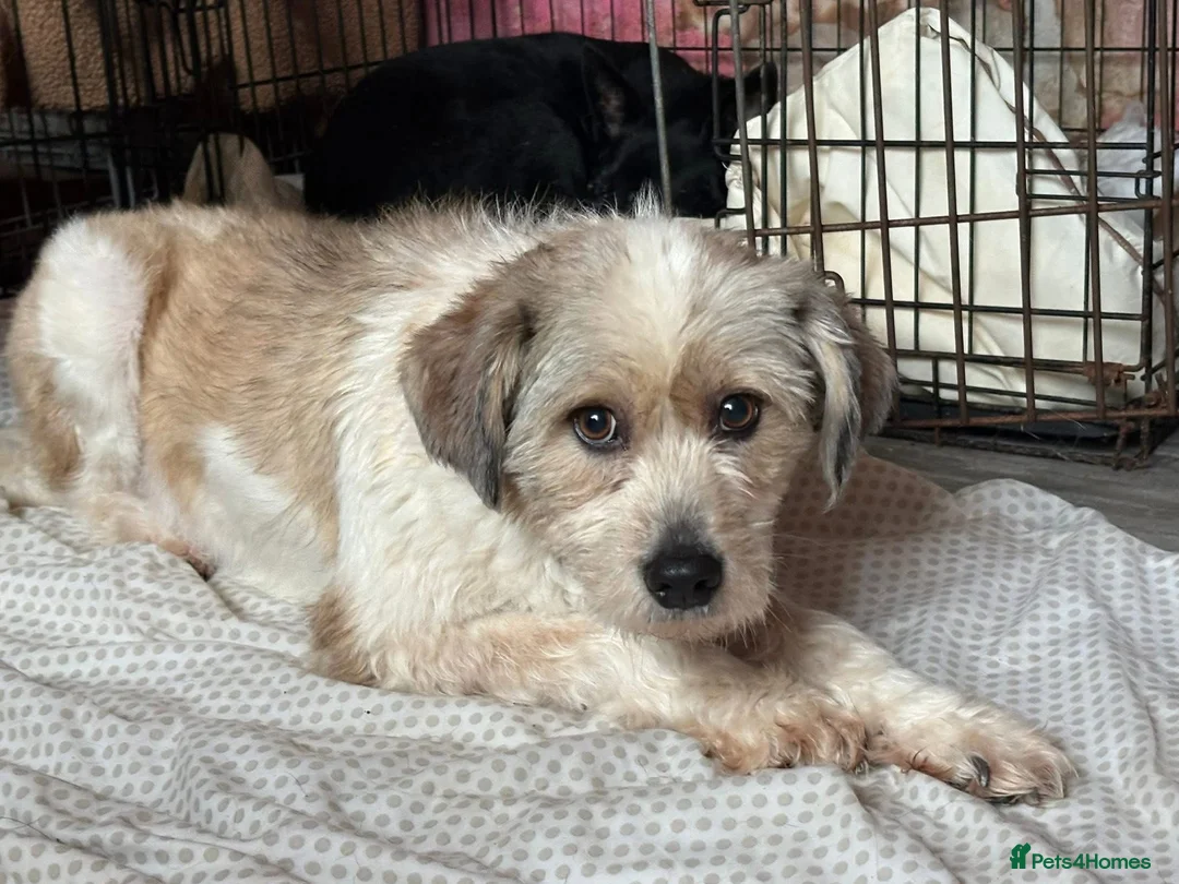 Mixed Breed dogs for adoption: Kim - Norwich Norfolk  - Advert 2