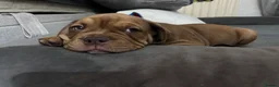 Mixed Breed dogs for sale: OLDE STAFF ENGLISH BULLDOGGE - Advert 10