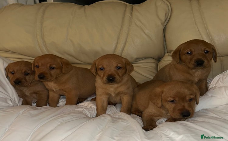 Labrador Retriever dogs - Advert 2