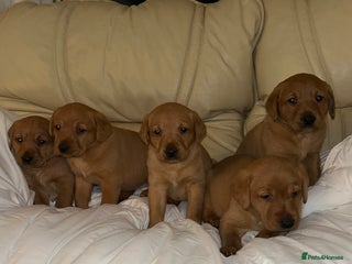 Labrador Retriever dogs - Advert 2