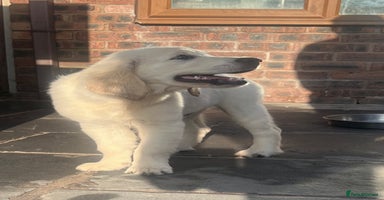 Golden Retriever dogs - Advert 2