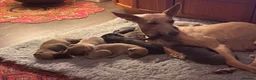 Lurcher dogs for sale: Indie & Murphy’s Love Story – The Next Chapter 🐾 - Advert 13