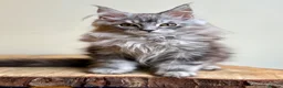 Maine Coon cats for sale: Beautiful Maine coon kittens - Advert 23