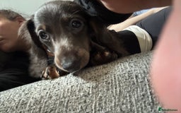 Miniature Dachshund dogs for sale: Kiki mini dash long hair  - Image 3