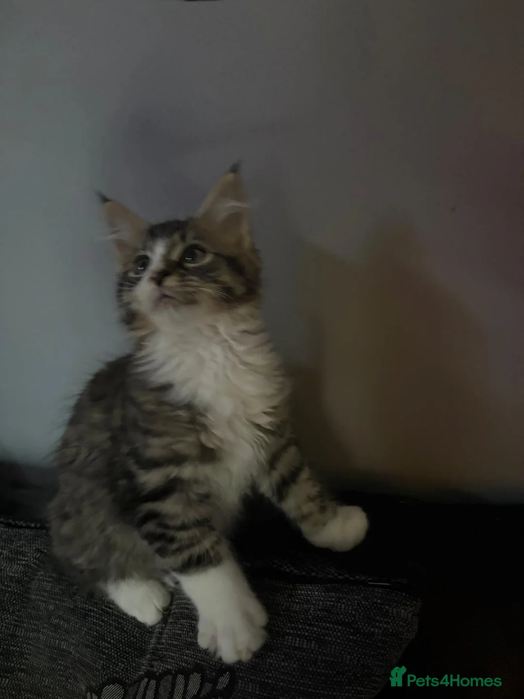 Maine Coon cats for sale: Maine Coon kittens ready to go.  - Advert 10