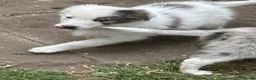 Border Collie dogs for sale: Gorgeous Border Collie puos - Advert 5
