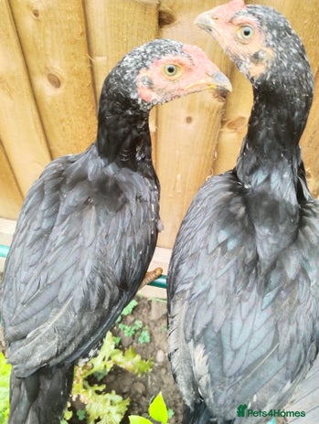 Chickens poultry - Advert 11