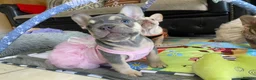 French Bulldog dogs for sale: FRENCH BULLDOGS, MERLE, ROJO, ISABELLA NEWSHADE. - Advert 14