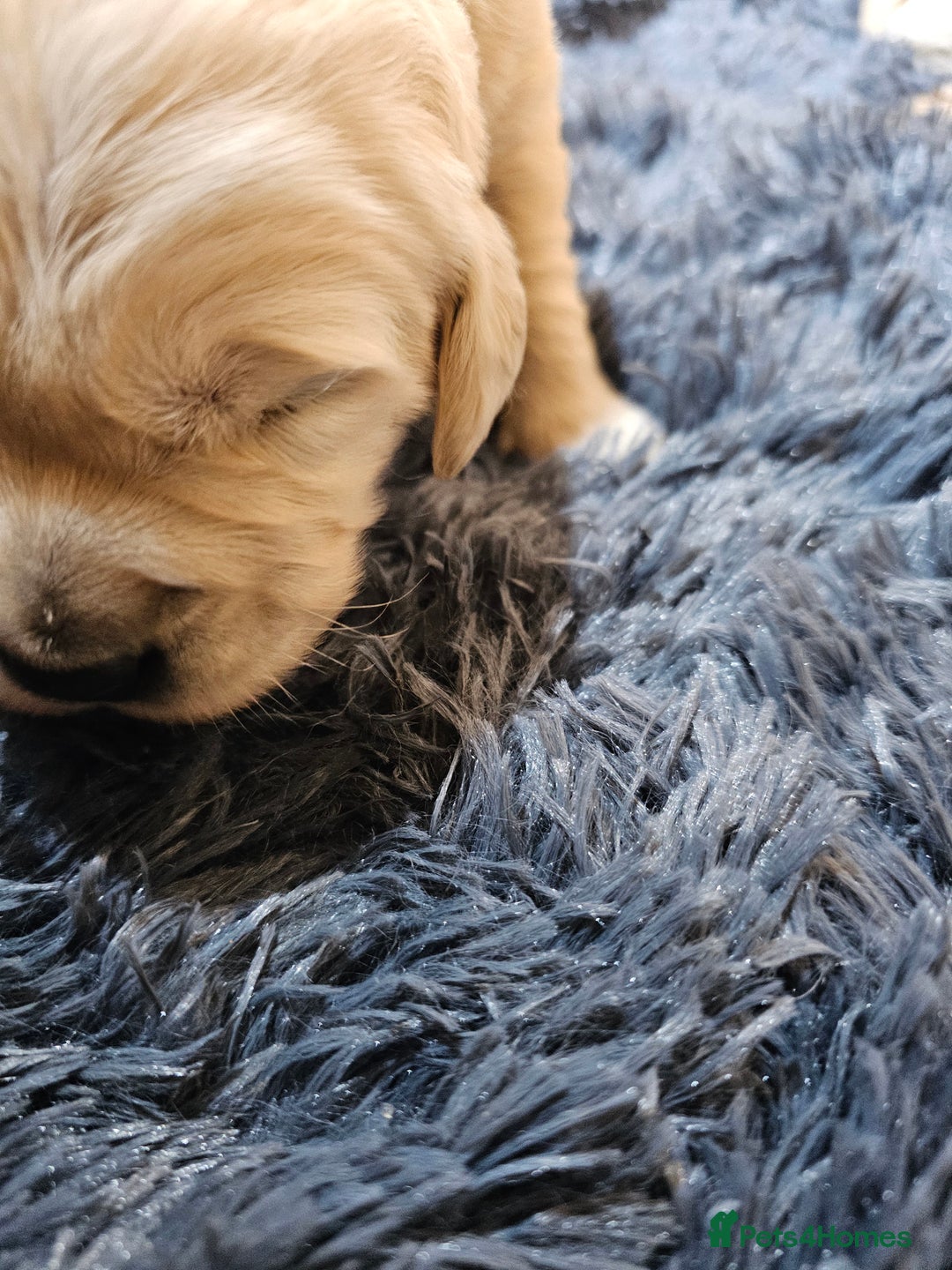 Golden Retriever dogs for sale: Golden retriever puppy for sale in Harrow  London - Advert 11