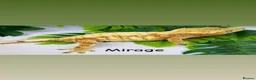 Gecko reptiles for sale: Mixed crested geckos  - Advert 9