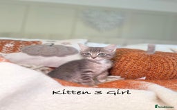 Mixed Breed cats for sale: Beautiful kittens 8 weeks old ready now  - Image 9
