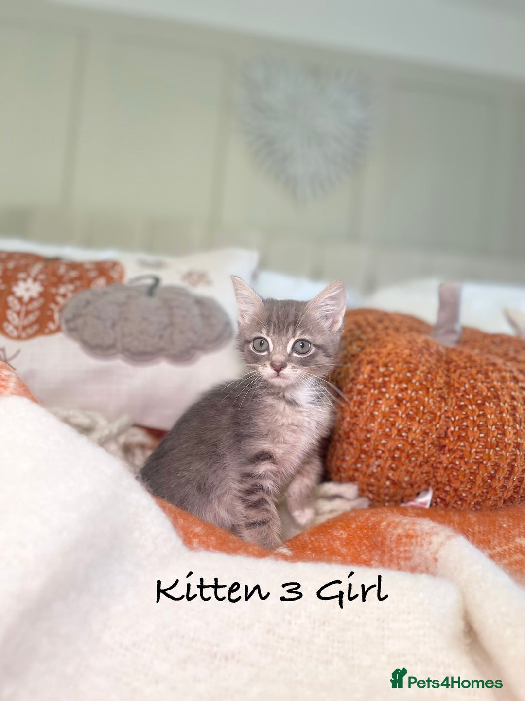 Mixed Breed cats for sale: Beautiful kittens 8 weeks old ready now  - Image 9