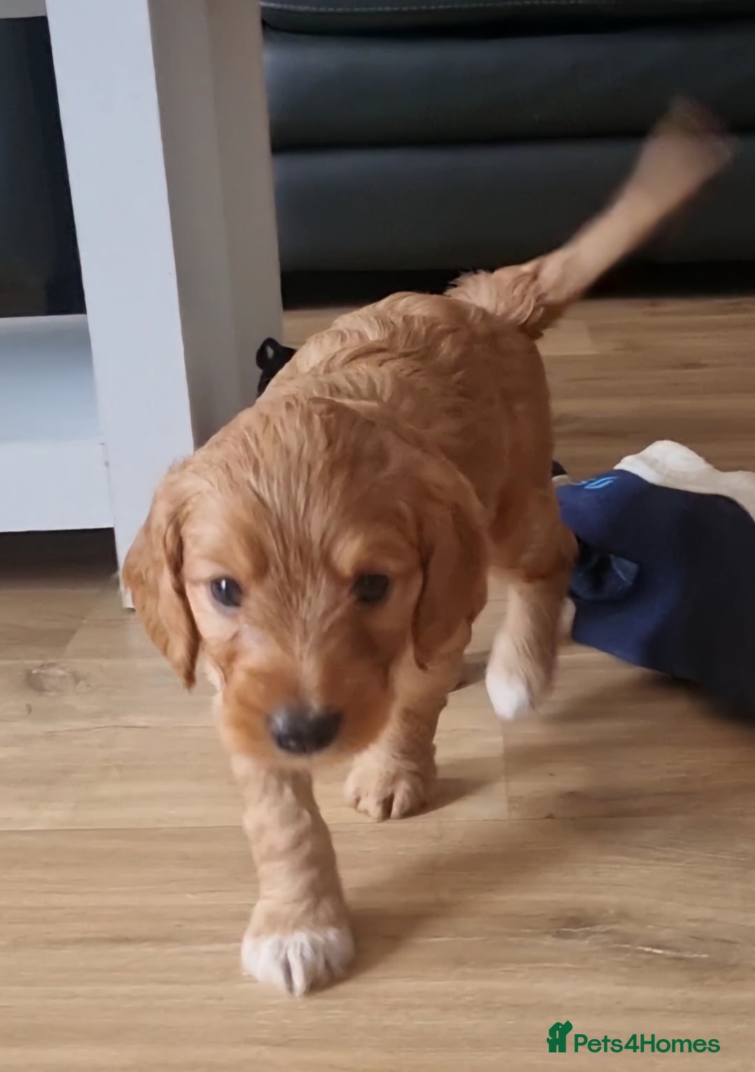 Cockapoo dogs for sale: Sweet and beautiful golden/red boy cockerpoo  - Image 2