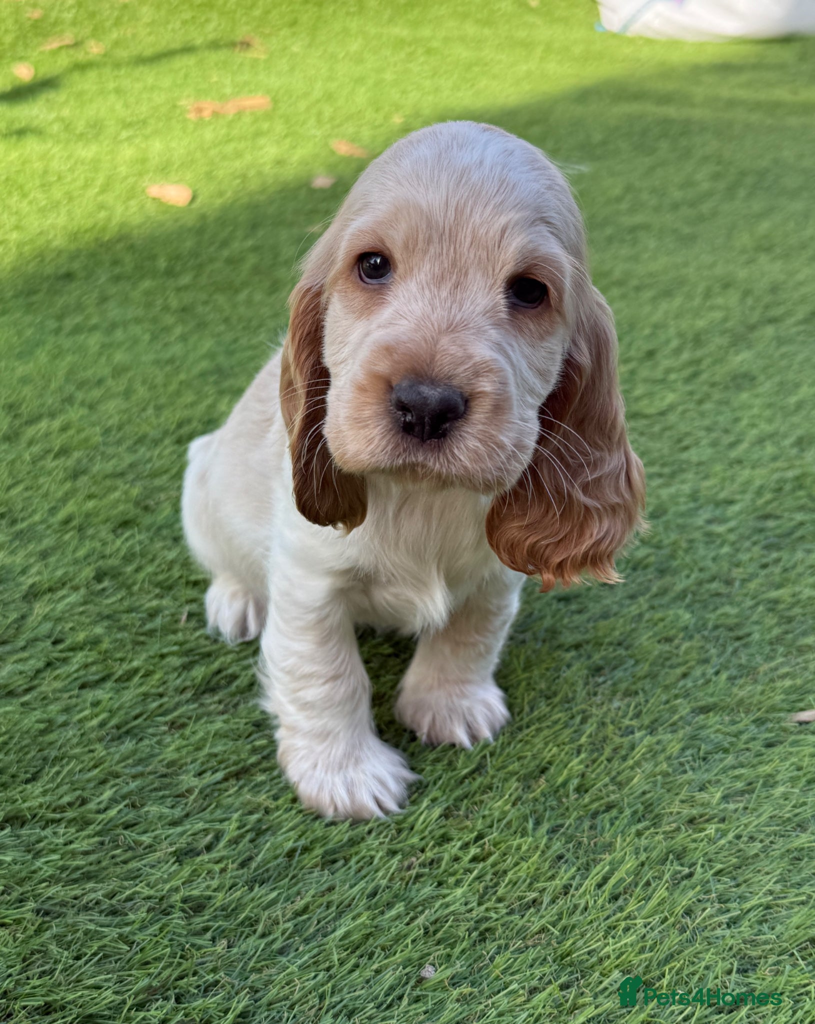 Cocker Spaniel dogs RKC reg. duel health scr. Show cocker spaniels  - Advert 2